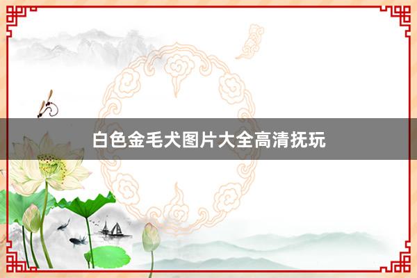 白色金毛犬图片大全高清抚玩